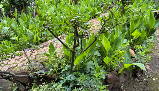 17 Nov 2025 ~ PRUNED