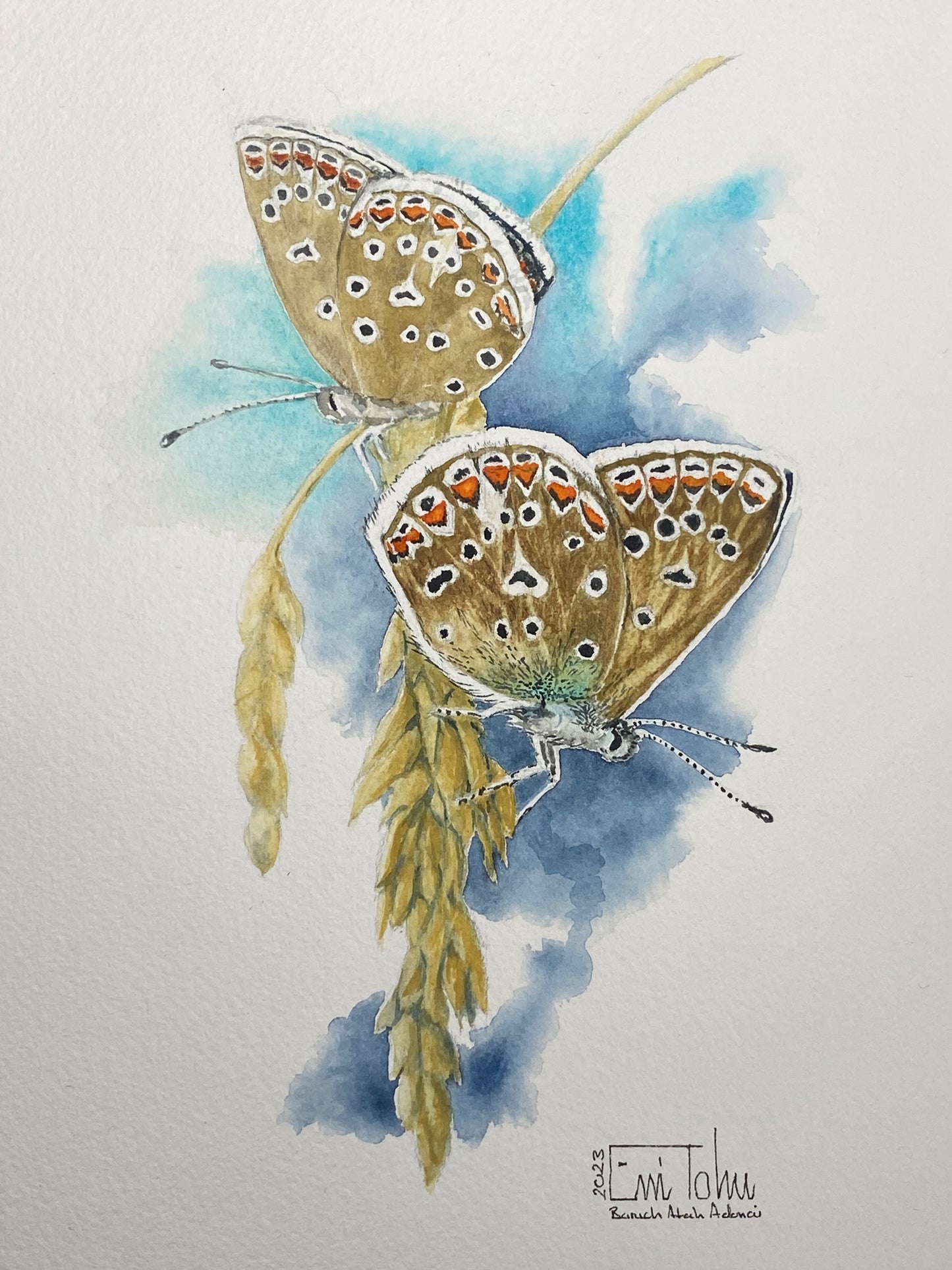 Common Blue