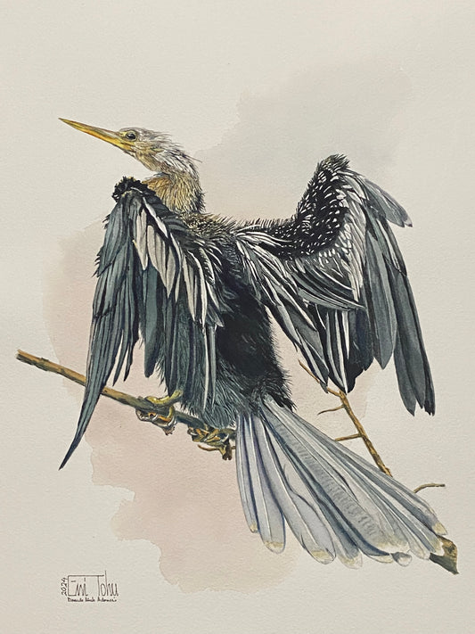 Anhinga