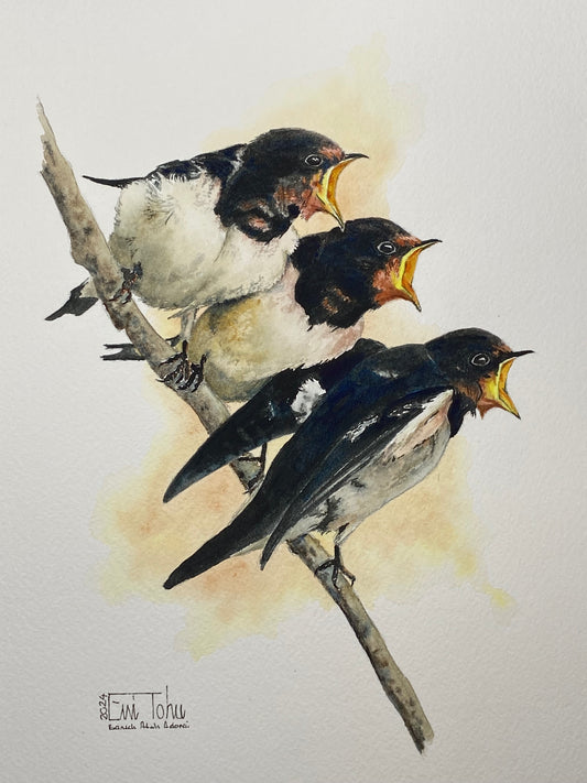 Swallows