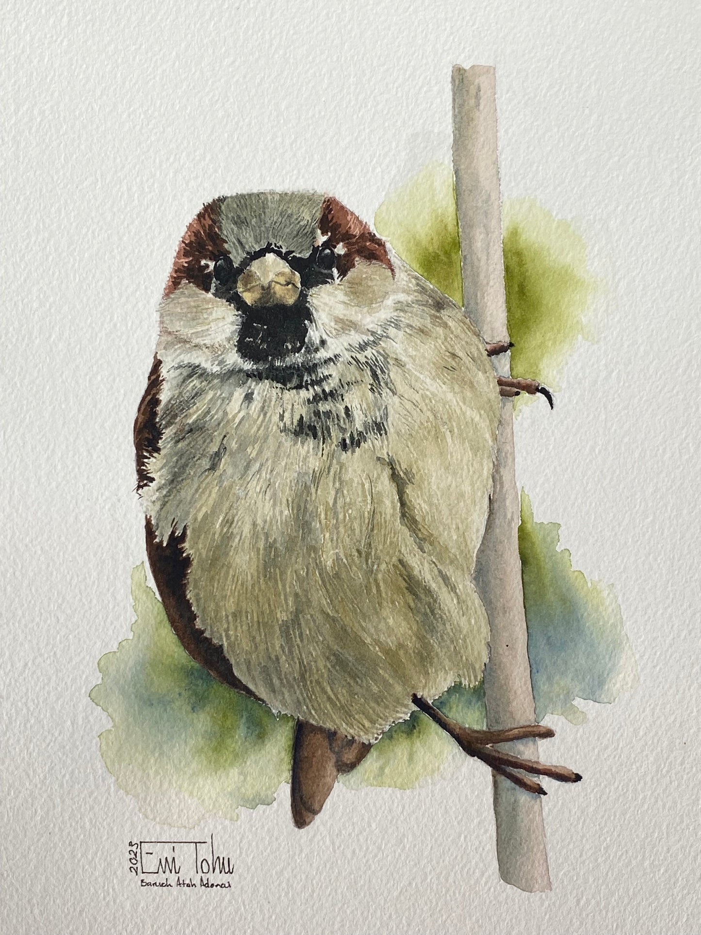 Sparrow