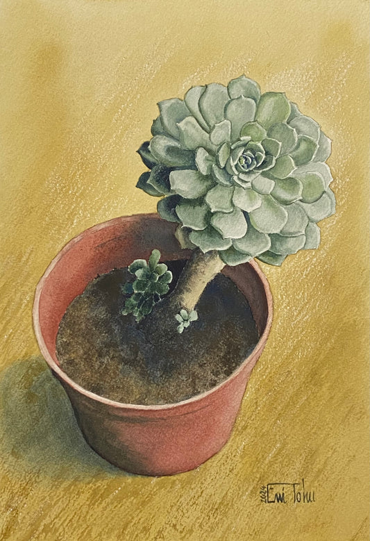 Desert Rose
